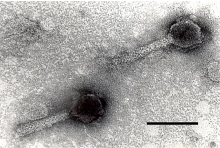 Figure  1.  Transmission  electron  micrograph  image  of  M8AEC16 phage (bar: 100 nm)