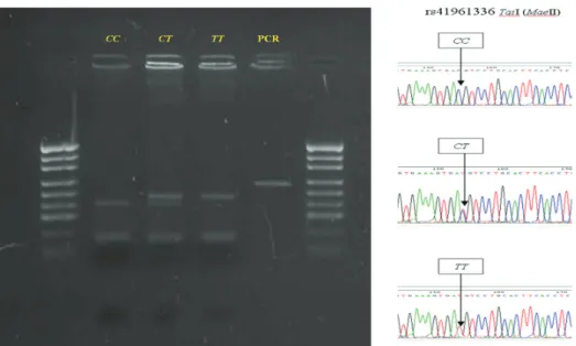 Figure  1-  Agarose  gel  electrophoresis  and  fluorogram  to  distinguish  TaiI  restriction  fragment  length  polymorphism in 236-bp fragment of the bovine insulin-like growth factor receptor type 1 gene, lanes 1  and 6 - pUC19/MspI DNA mass marker, la