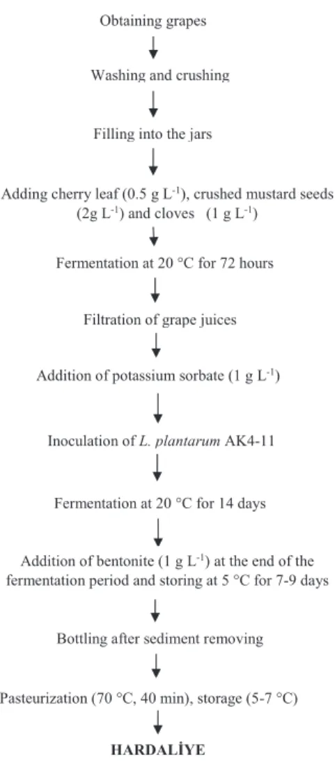 Figure 1- Hardaliye production process with grape  juice, L. plantarum AK4-11, crushed mustard seeds,  cherry leaves and cloves