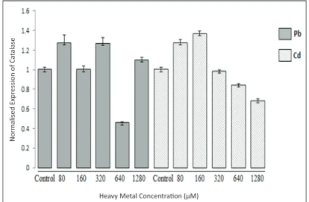 Figure 2- Catalase mRNA levels in the total tissues  of tomato plants exposed to different concentrations  of Pb 2+  and Cd 2+