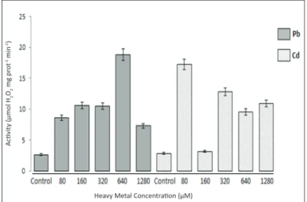 Figure  3-  Catalase  enzyme  activity  in  the  total  tissues of tomato plants exposed to different  concentrations of Pb 2+  and Cd 2+