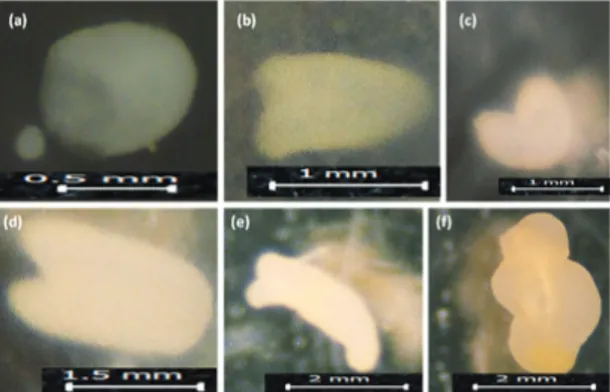 Çizelge  2-  Yaprak  lahanada  (B.  oleraceae  var.  acephala)  sıcaklık  şoku  uygulamalarının  mikrospor  embriyogenesisi üzerine etkisi