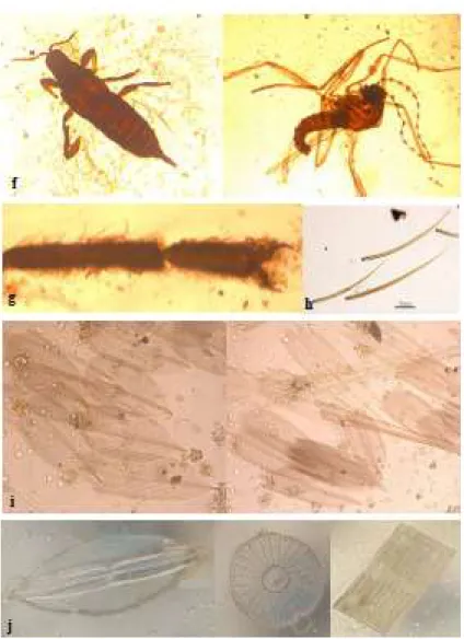 Figure 3. a- Fungal hyphal fragments, b- Pteridophyte spores, c,d,e- Plant hairs, f- Insects,  g,h- Insect extremities and hairs, i- Moth scales, j- Diatoms 