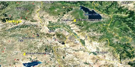 FIGURE 1. Distribution map of Gundelia armeniaca in Armenia and Turkey.