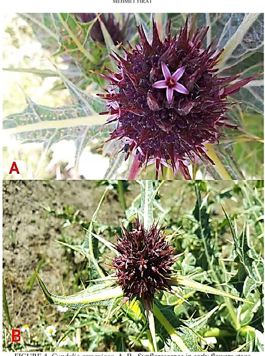 FIGURE 4. Gundelia armeniaca. A, B‒ Synflorescence in early flowers stage. 