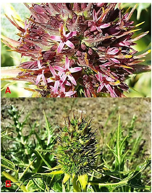 FIGURE 5. Gundelia armeniaca. A‒ synflorescence in flowers stage, B‒ synflorescence in  early fruiting stage