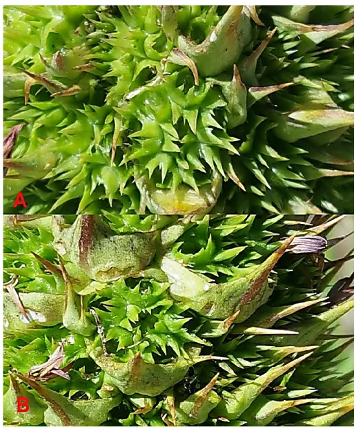 FIGURE 6. Gundelia armeniaca. A- synflorescence seven fruiting early stage, B‒  synflorescence six fruiting early stage