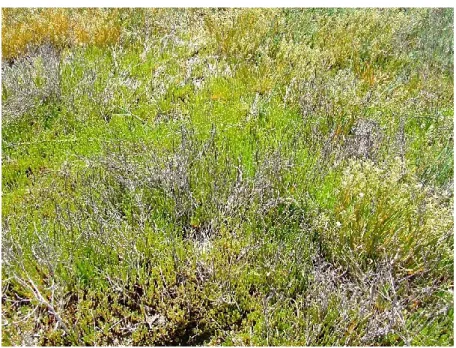 FIGURE 5. Lepidium cartilagineum community 