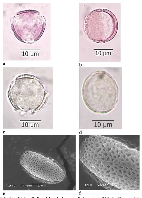 FIGURE 2. N. cilicica Pollen Morphology a. Polar view (W), b. Equatorial view  (W), c