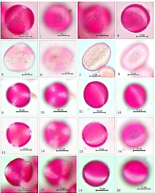FIGURE 1. Pollen microphotograph of taxa  of Brassicaceae, 1-4:  Alliaria petiolate, 5-8: 