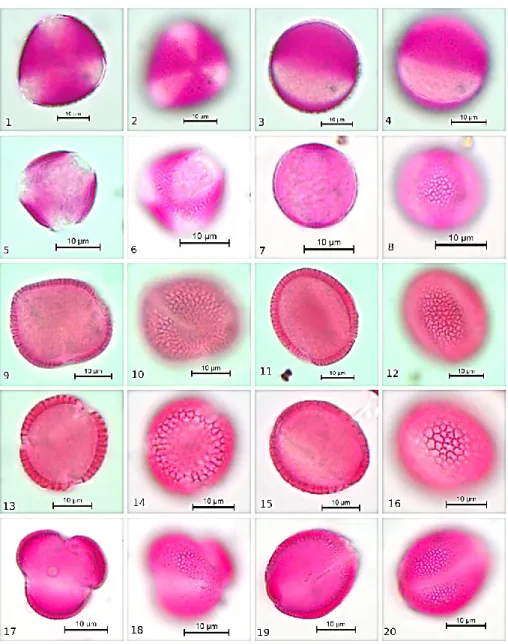 FIGURE 2. Pollen microphotograph of taxa of Brassicaceae, 1-4: Capsella bursa-pastoris,  5-8: Descurainia sophia, 9-12: Draba verna, 13-16: Iberis simplex, 17-20: Lepidium draba 