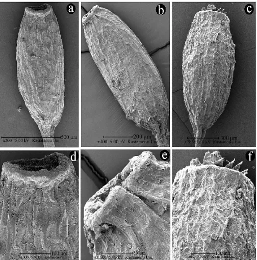 FIGURE 4. SEM capsule photograph a, d: W. brachycarpa, b, e: W. condensa; c-f: W. 