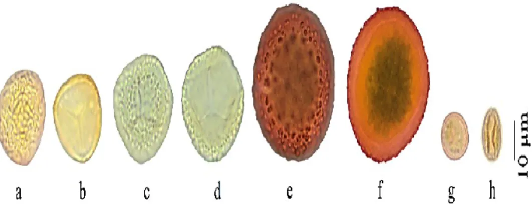 FIGURE 2. LM spore microphotograph. a-b: H. ciliata; c-d: H. stellata; e-f: L. immersus;  g-h: F