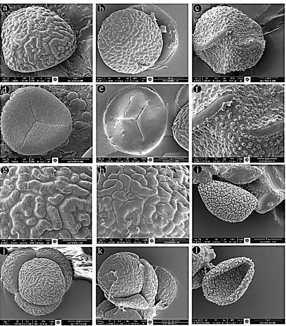 FIGURE  3.  SEM  spore  photograph.  a,  d,  g,  j:  H.  ciliata;  b,  e,  h,  k:  H.  stellata;  c,  f:  L
