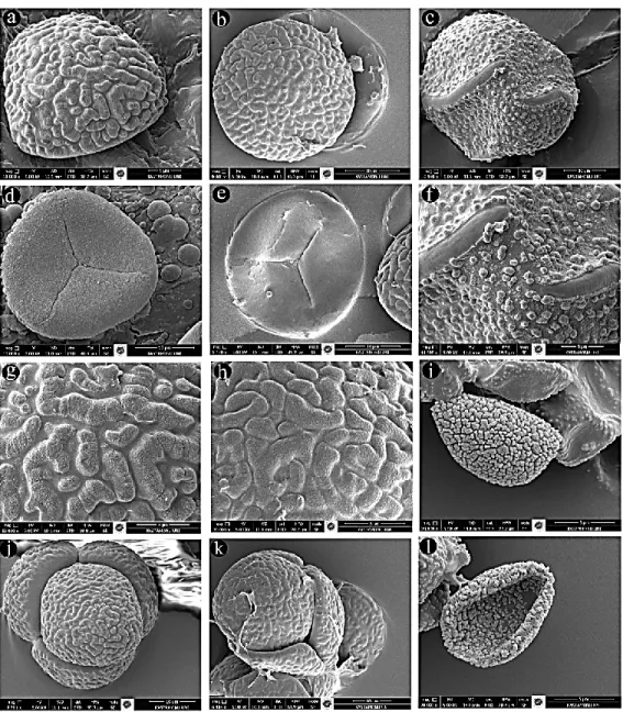 FIGURE  3.  SEM  spore  photograph.  a,  d,  g,  j:  H.  ciliata;  b,  e,  h,  k:  H.  stellata;  c,  f:  L