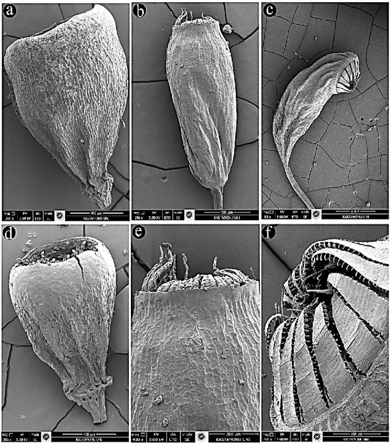 FIGURE 4. SEM capsule photograph a: H. ciliata; b, e: L. immersus; c, f: F. hygrometrica;  d: H