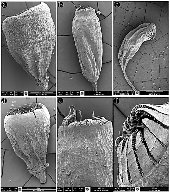 FIGURE 4. SEM capsule photograph a: H. ciliata; b, e: L. immersus; c, f: F. hygrometrica;  d: H