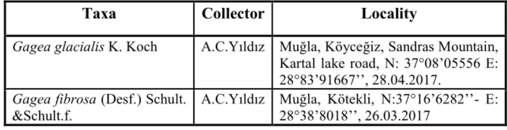 TABLE 1. Localities of studied Gagea taxa. 