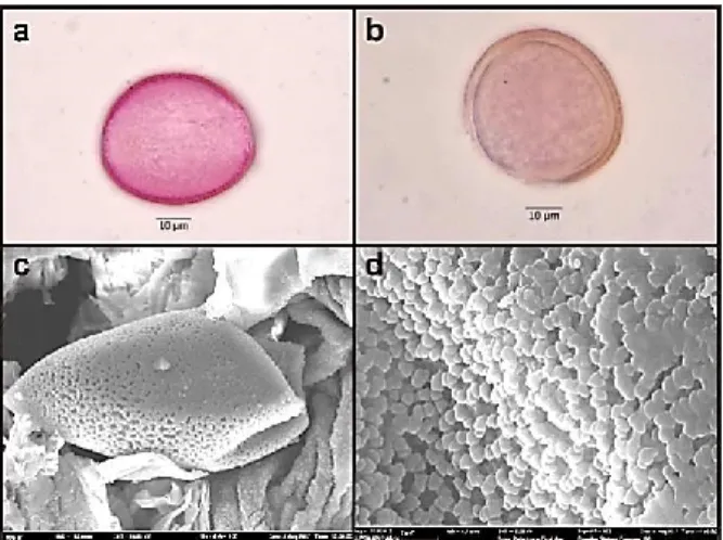 FIGURE 1. Pollen grains of Gagea glacialis (a: non-acetolised pollen grain; b: acetolised  pollen grain, c: Equatorial view of pollen grain by SEM, g: Exine ornamentation of pollen  grain by SEM)