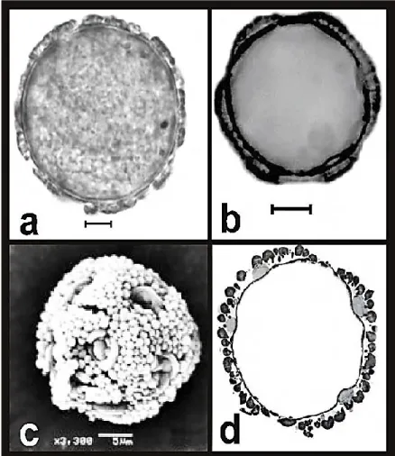 FIGURE 1. a.  Non-acetolysed pollen, LM  (bar: 5 μm), b.  Acetolysed pollen,  LM (bar: 5  μm), c