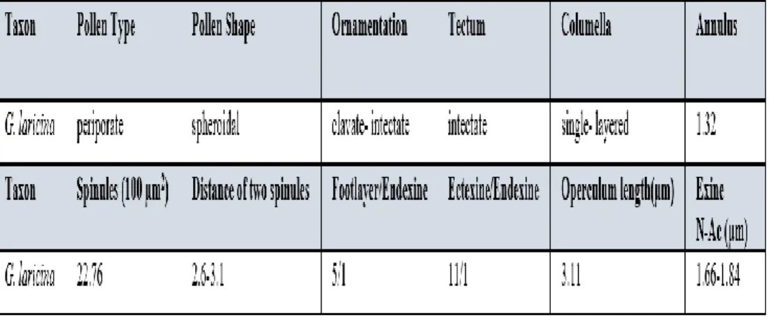 TABLE 2. Morphological parameters of Gypsophila laricina pollen (SEM &amp; TEM). 
