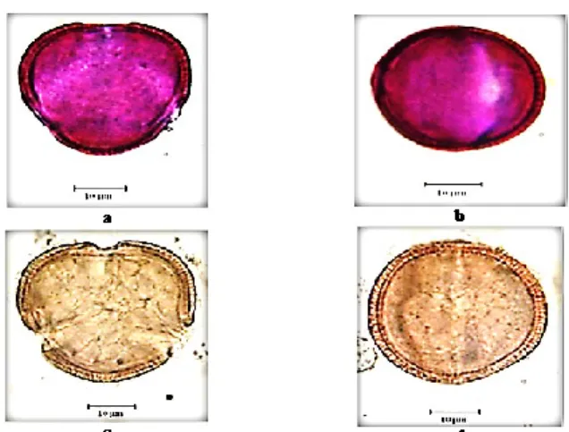 FIGURE  2.  Light  microscope  microphotographs  of  E.  stricta  (a-polar  view  (W)  b- b-equatorial view (W), c-polar view (E) d-b-equatorial view (E))