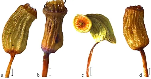 FIGURE  4.  Stereo  microscope  capsule  photograph.  a:  Bartramia  pomiformis;  b:  B