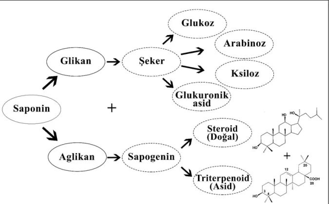 Şekil 1. Saponinlerin Yapısı (Das et al., 2012) 