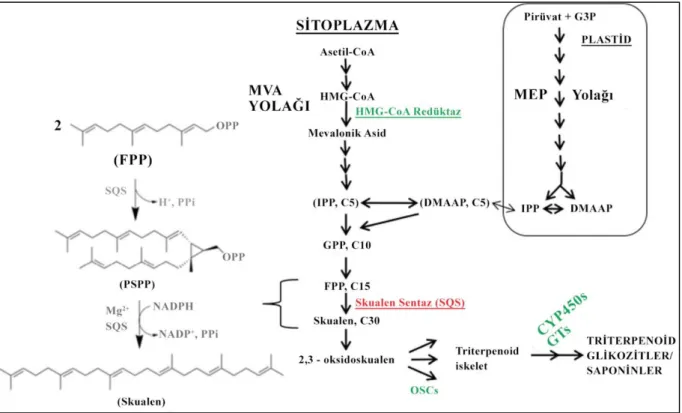 Şekil  2.  Triterpenoid  saponinlerin  biyosentezi.  MVA:  Mevalonat;  IPP:  3-izopentenil  pirofosfat;  DMAPP:  Dimetilallil pirofosfat; GPP: Geranil pirofosfat; FPP: Farnesil pirofosfat; HMG-CoA: 3-hidroksi-3-metilglutaril  KoA;  PSPP:  Preskualen  pirof