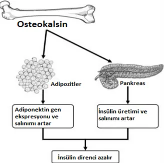 Şekil 1 :Osteokalsin ve adiponektin etkileşiminin insülin direnci üzerine etkisi. 32 Ferron ve ark.’nın
