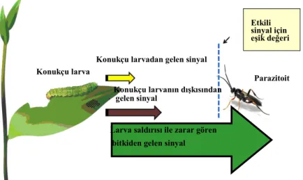 Şekil 2. Parazitoitler için konukçu larva ve bitkiden salgılanan bileşiklerin etkinliği (Holopainen ve Blande, 2010)