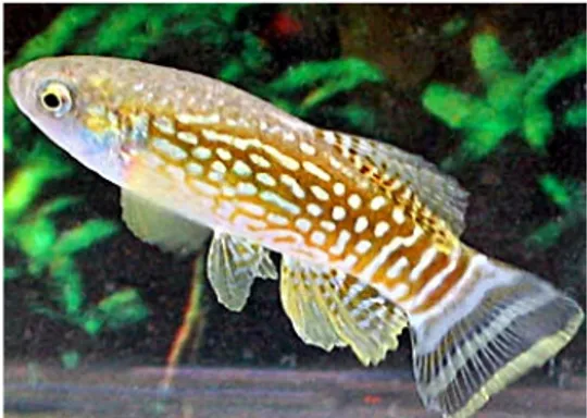 Foto 1. Burdur Gölü’nün endemik balık türü olan Aphanius Burduricus. (Kaynak: www.haber.mynet.com)