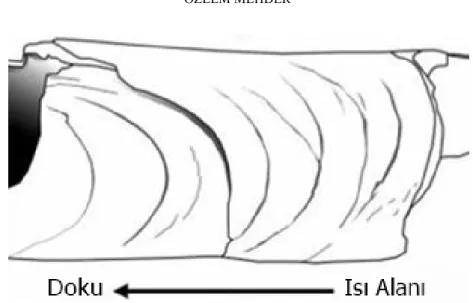 Şekil 2.Yumuşak Doku ile Yanan Kemiklerde Görülen Hilal Biçimli Kırıklar  (İşcan ve Steyn, 2013) 