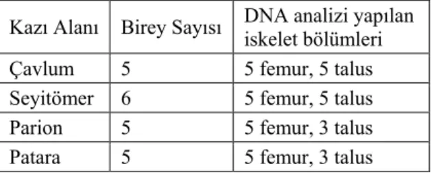 Tablo 3. Kazılara göre bulunan femur / talus sayısı 