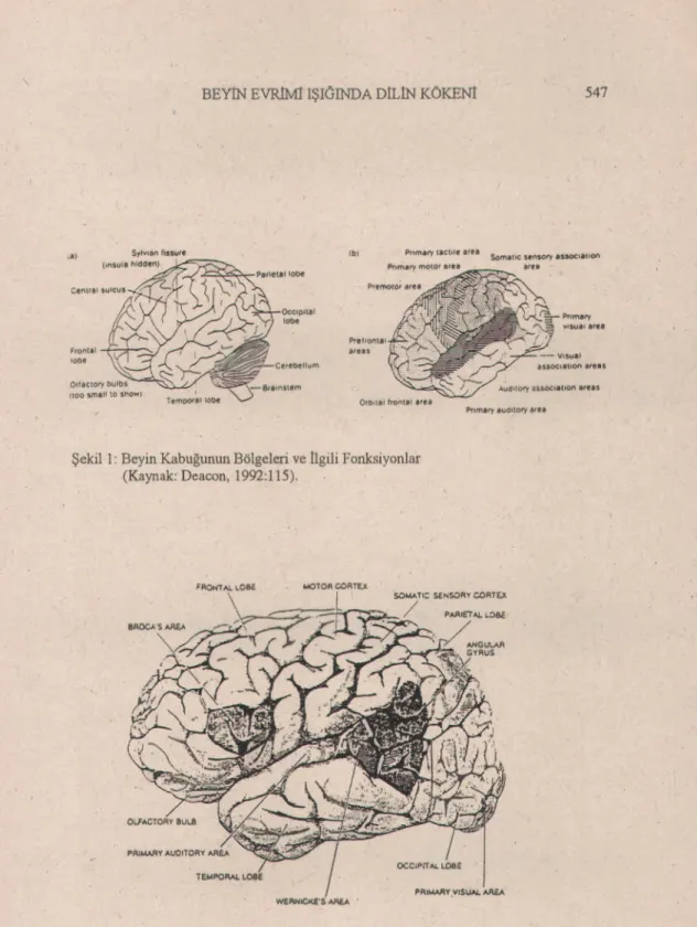Şekil 2: Beyin Kabuğundaki Dil Bölgeleri (Kaynak.Genschwind, 1991 :76).