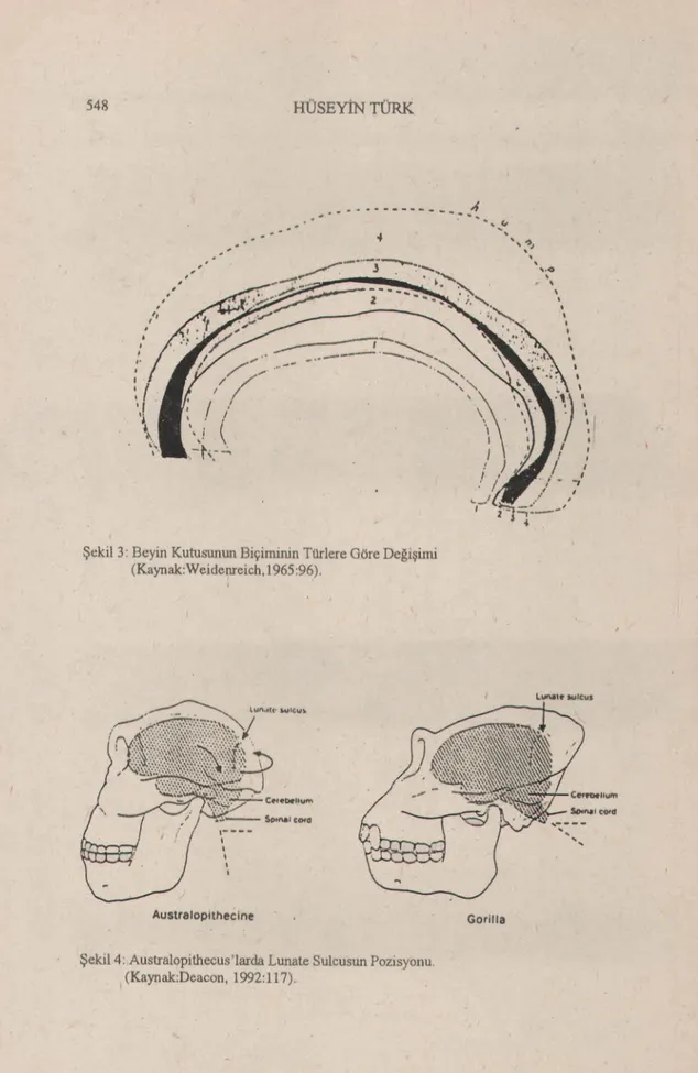 Şekil 3: Beyin Kutusunun Biçiminin Türlere Göre Değişimi (Kaynak: Weidenreich.1965 :96).