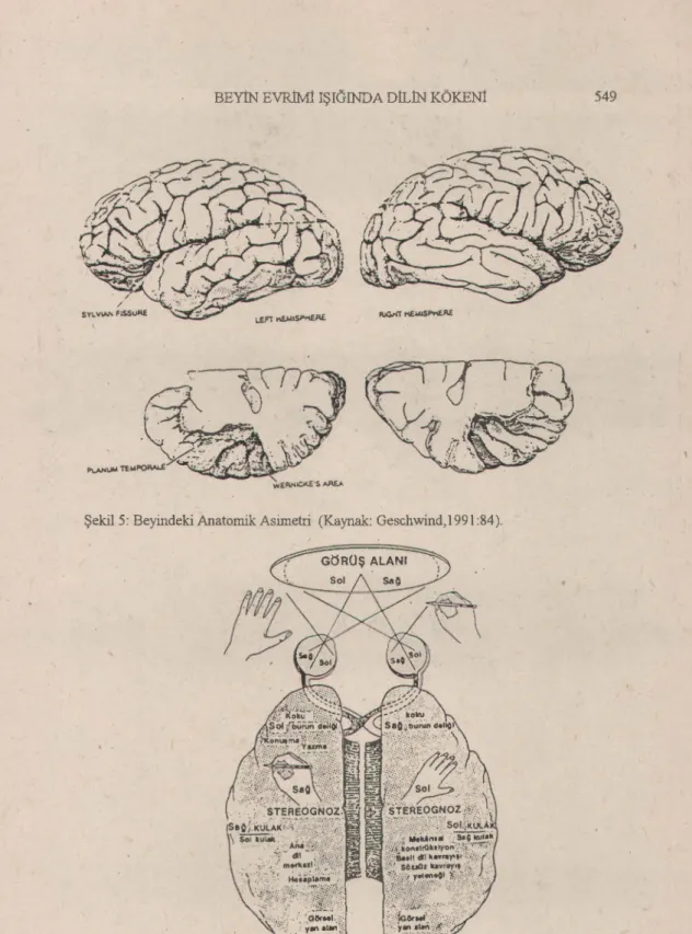 Şekil 5: Beyindeki Anatomik Asimetri (Kaynak: Geschwind, 1991 :84).