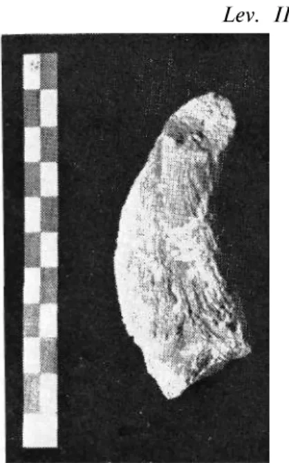 Fig. 5: Oioceros rothi Wagner. The  fragment of horn-core seen from 