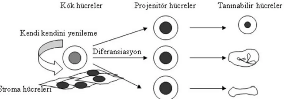 Şekil 1. Tanınabilir hücrelerin oluşum aşaması [12]. diferansiasyon=farklılaşma  Klon Oluşturma Yeteneği (Clonality) 