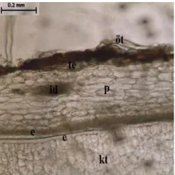 Şekil 31. Castanea sativa testa enine kesit. 