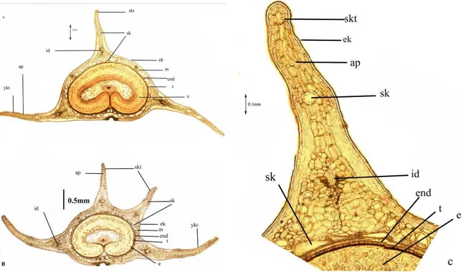 Şekil  10.  H.  cilicica  meyve  anatomik  yapısı  (Fotoğraf)  A.  3  kanatlı  merikarp  (4x),  B