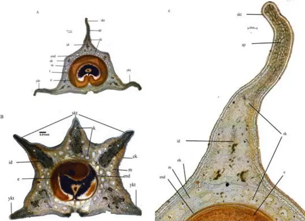 Şekil  11.  H.  anisoptera  meyve  anatomik  yapısı  (Fotoğraf)  A.  3  kanatlı  merikarp  (4x),  B