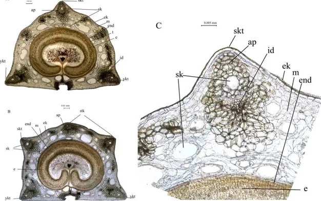 Şekil  12.  H.  anatolica  meyve  şematik  ve  anatomik  yapısı  (Foto)  A.  3  kanatlı  merikarp  (4x),  B