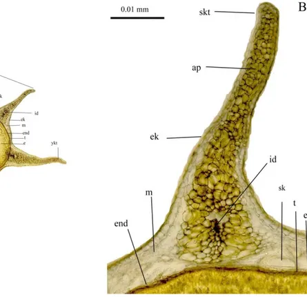 Şekil 13. H. triquetra meyve şematik ve anatomik yapısı ( Foto) A. 5 kanatlı merikarp (4x) B