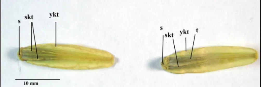 Şekil 6. H.anatolica. Meyve fotoğrafı  