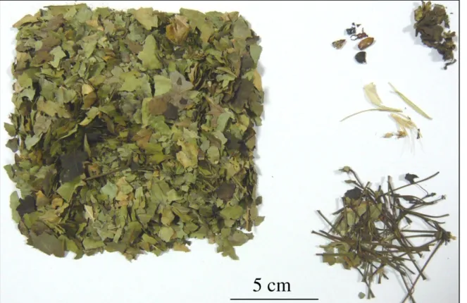 Şekil 3. H1 numunesine ait yaprak örnekleri, böcek ve yabancı maddeler. 