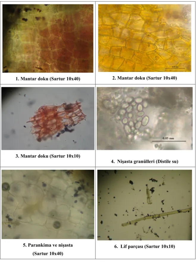 Şekil 6. Althaeae radix tozu mikroskobik görünümü 1, 2 ve 3. Mantar doku, 4. Nişasta granülleri,  5