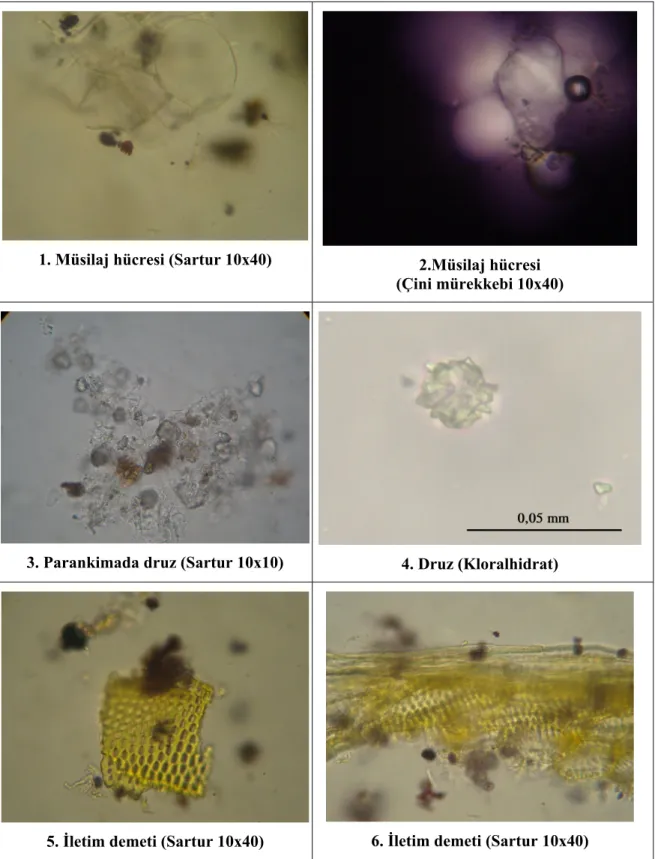 Şekil 7. Althaeae radix tozu mikroskobik görünümü 1. ve 2. Müsilaj hücresi, 3. Parankimada druz,  4