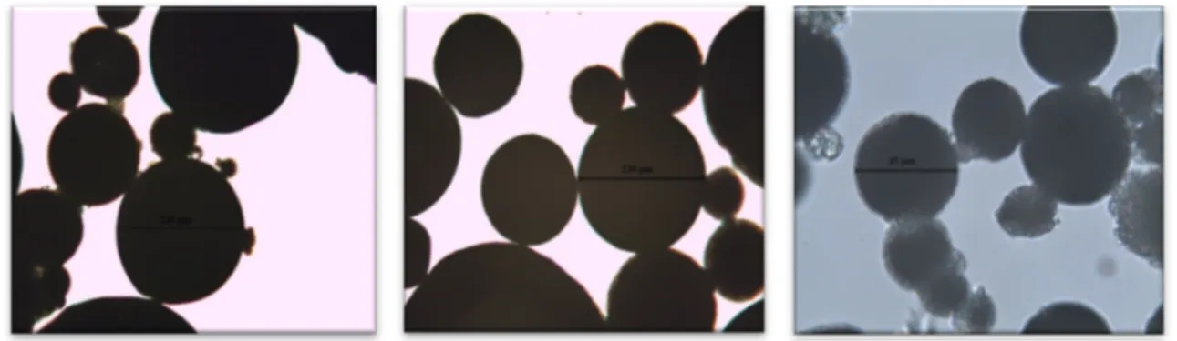 Figure 1. The shape, size and surface morphology of the ITZ-loaded ethyl cellulose microspheres  preapared with a rotation speed of 700 rpm (Formulations F11, F31 and F41 respectively)