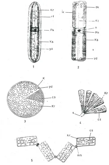 Şekil 4. Diyatome’ler. 1. Pinnularia yüzden görünüş ve 2. Pinnularia kuşaktan görünüş, 3